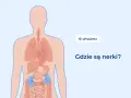 Ilustracja pokazuje ludzkie ciało z zaznaczonymi narządami wewnętrznymi. Nerki znajdują się w dolnej części pleców. Ból z tyłu pleców po lewej stronie może być związany z nerkami.