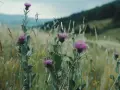 Łąka pełna ostropestu plamistego. Dowiedz się, jak stosować ostropest plamisty mielony, by czerpać z jego dobrodziejstw.