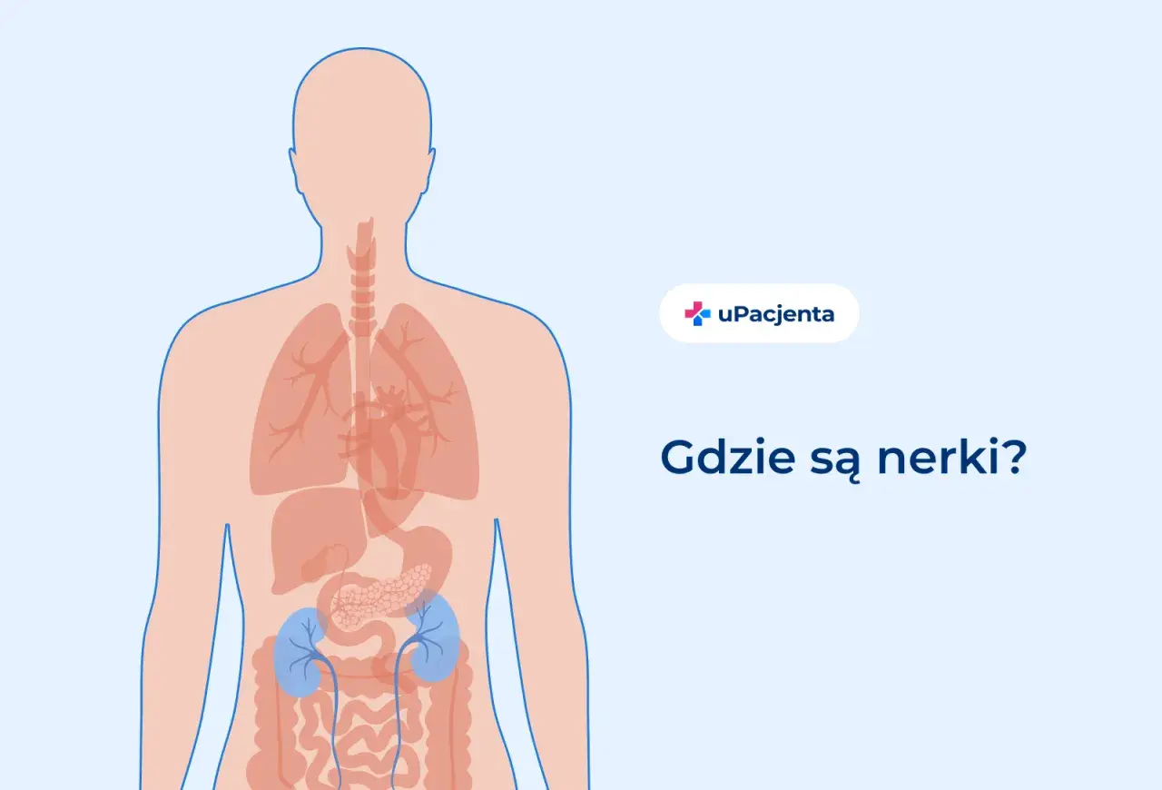 Ilustracja pokazuje ludzkie ciało z zaznaczonymi narządami wewnętrznymi. Nerki znajdują się w dolnej części pleców. Ból z tyłu pleców po lewej stronie może być związany z nerkami.