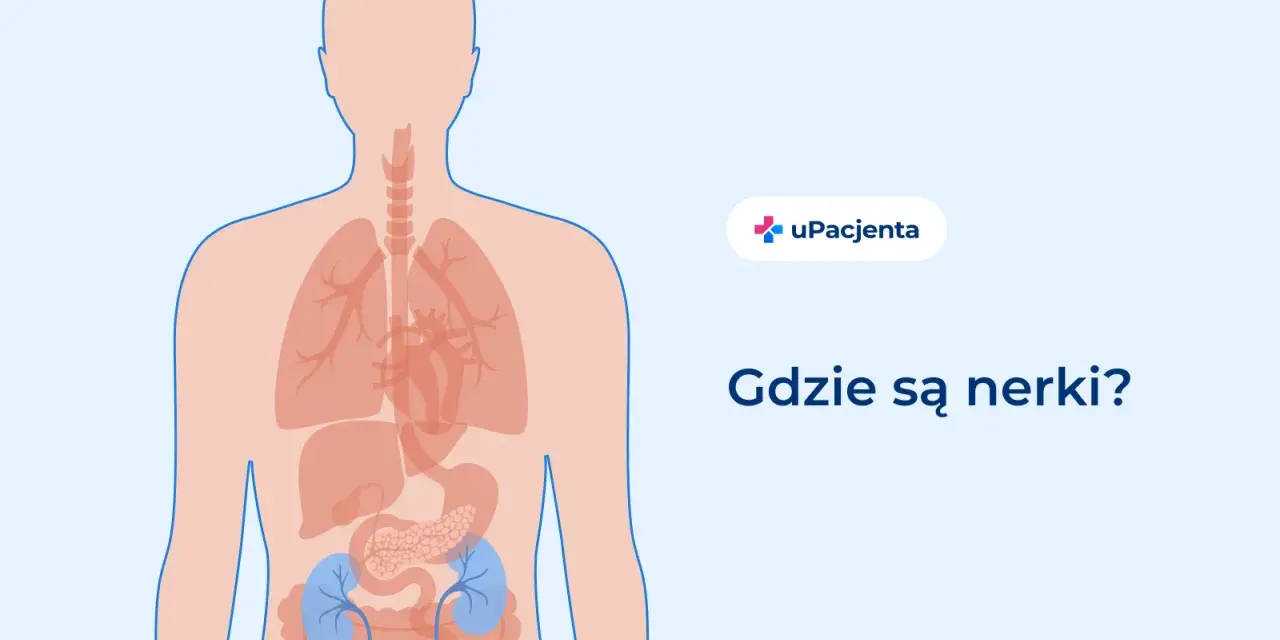 Ilustracja pokazuje ludzkie ciało z zaznaczonymi narządami wewnętrznymi. Nerki znajdują się w dolnej części pleców. Ból z tyłu pleców po lewej stronie może być związany z nerkami.