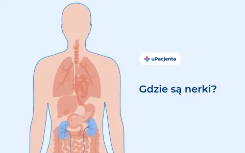 Ilustracja pokazuje ludzkie ciało z zaznaczonymi narządami wewnętrznymi. Nerki znajdują się w dolnej części pleców. Ból z tyłu pleców po lewej stronie może być związany z nerkami.