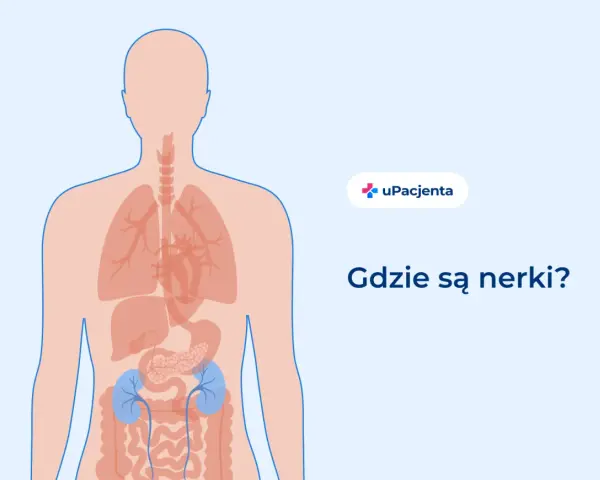 Ilustracja pokazuje ludzkie ciało z zaznaczonymi narządami wewnętrznymi. Nerki znajdują się w dolnej części pleców. Ból z tyłu pleców po lewej stronie może być związany z nerkami.