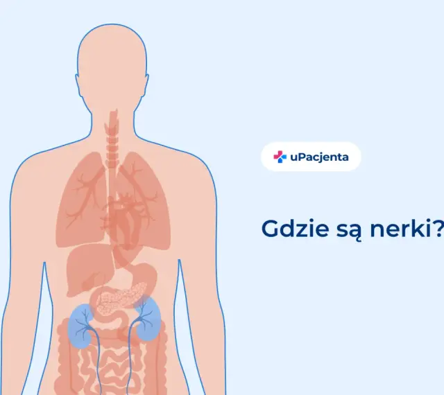 Ilustracja pokazuje ludzkie ciało z zaznaczonymi narządami wewnętrznymi. Nerki znajdują się w dolnej części pleców. Ból z tyłu pleców po lewej stronie może być związany z nerkami.