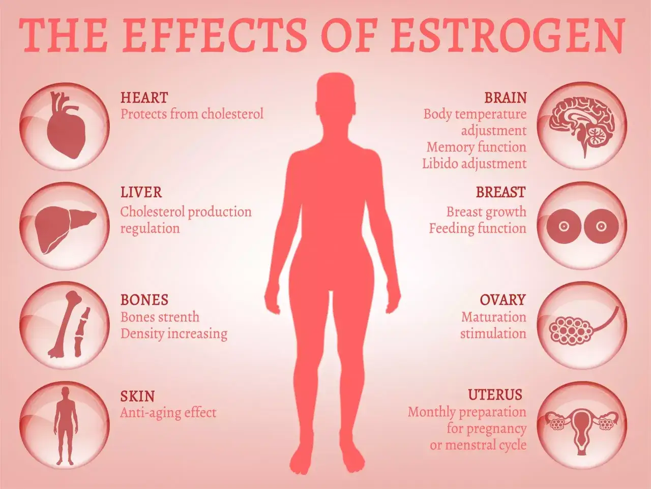 Estrogen co to? Wpływa na serce, mózg, kości, skórę, piersi, wątrobę, jajniki i macicę.