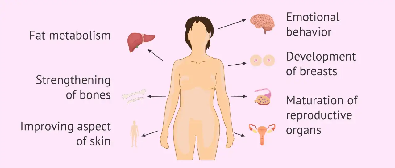 Estrogen co to? Wpływa na metabolizm tłuszczów, kości, skórę, mózg, piersi i narządy rozrodcze.