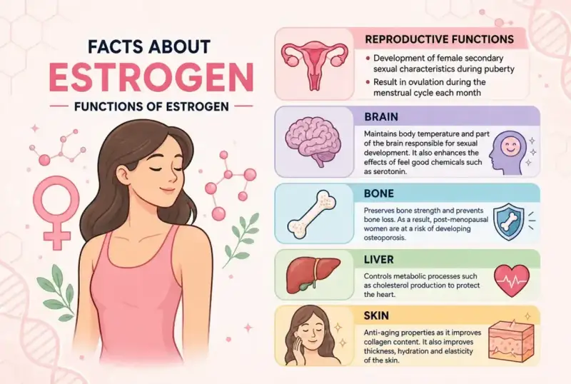 Estrogen co to? Wyjaśnienie funkcji estrogenu: reprodukcja, mózg, kości, wątroba, skóra. Ilustracja kobiety i schematów.